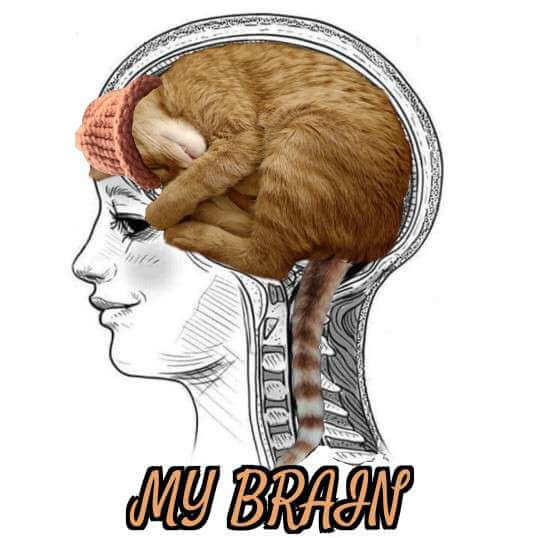 CatWifHat $CWIF - Solana Memecoin CatWifHat $CWIF - Solana Memecoin