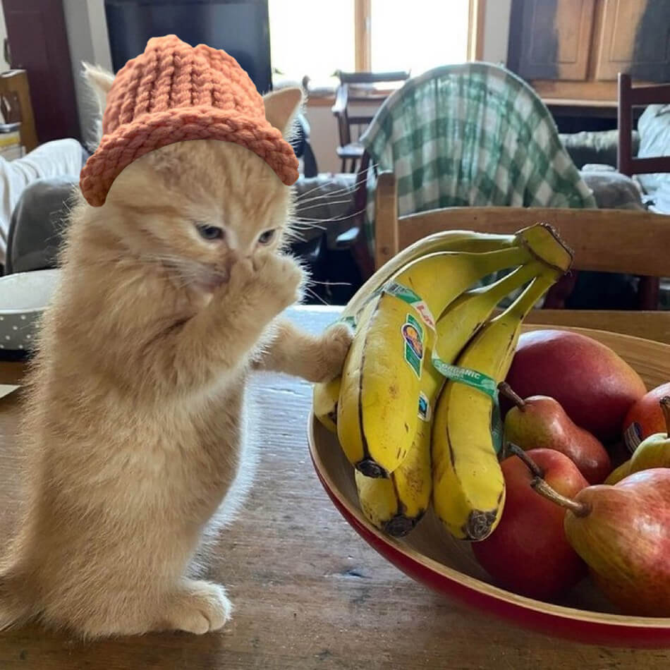 CatWifHat $CWIF - Solana Memecoin CatWifHat $CWIF - Solana Memecoin