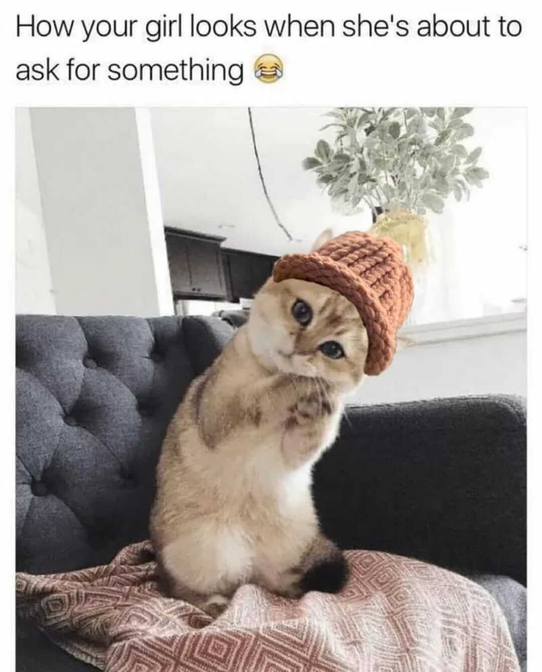 CatWifHat $CWIF - Solana Memecoin CatWifHat $CWIF - Solana Memecoin