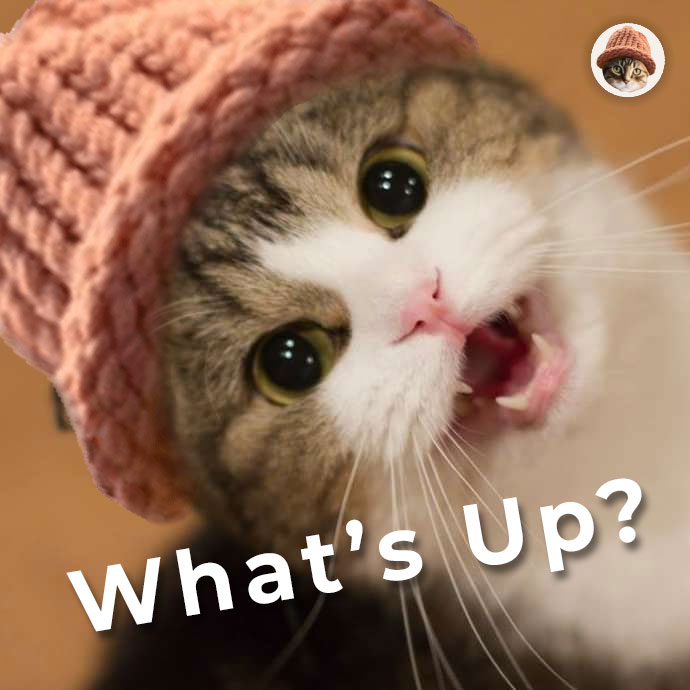 CatWifHat $CWIF - Solana Memecoin CatWifHat $CWIF - Solana Memecoin