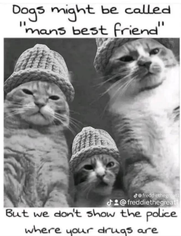 CatWifHat $CWIF - Solana Memecoin CatWifHat $CWIF - Solana Memecoin