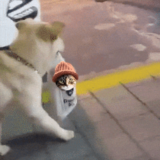 CatWifHat $CWIF - Solana Memecoin CatWifHat $CWIF - Solana Memecoin