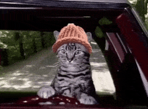 CatWifHat $CWIF - Solana Memecoin CatWifHat $CWIF - Solana Memecoin