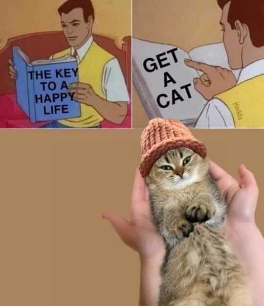 CatWifHat $CWIF - Solana Memecoin CatWifHat $CWIF - Solana Memecoin