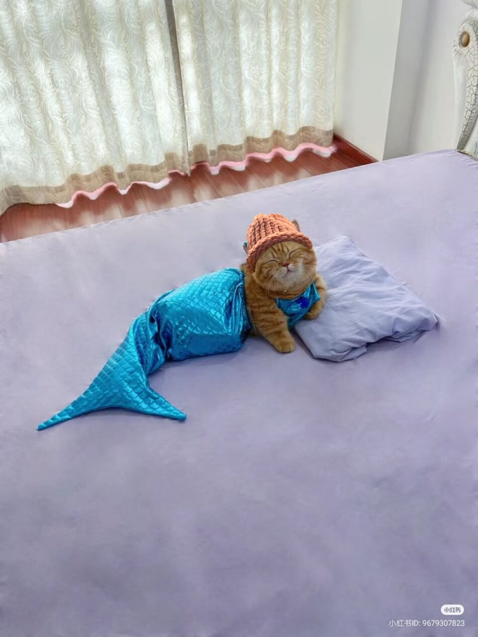 CatWifHat $CWIF - Solana Memecoin CatWifHat $CWIF - Solana Memecoin