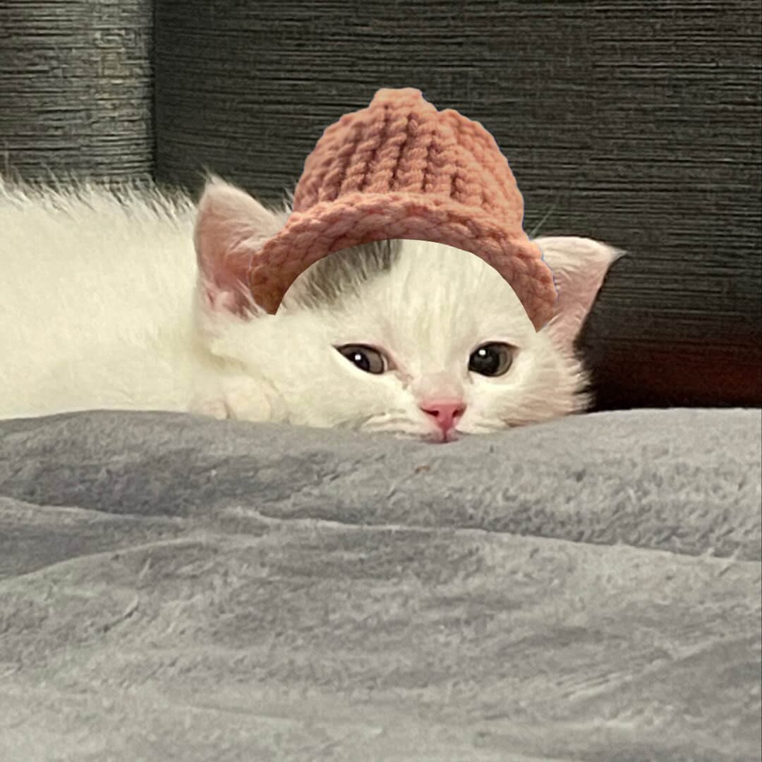 CatWifHat $CWIF - Solana Memecoin CatWifHat $CWIF - Solana Memecoin