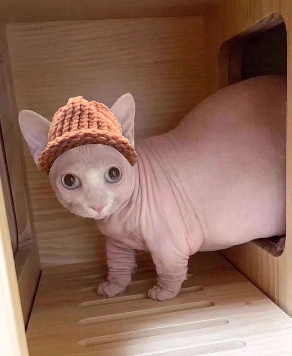 CatWifHat $CWIF - Solana Memecoin CatWifHat $CWIF - Solana Memecoin