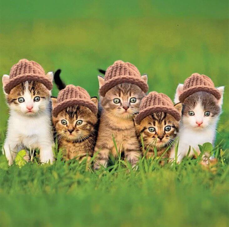 CatWifHat $CWIF - Solana Memecoin CatWifHat $CWIF - Solana Memecoin