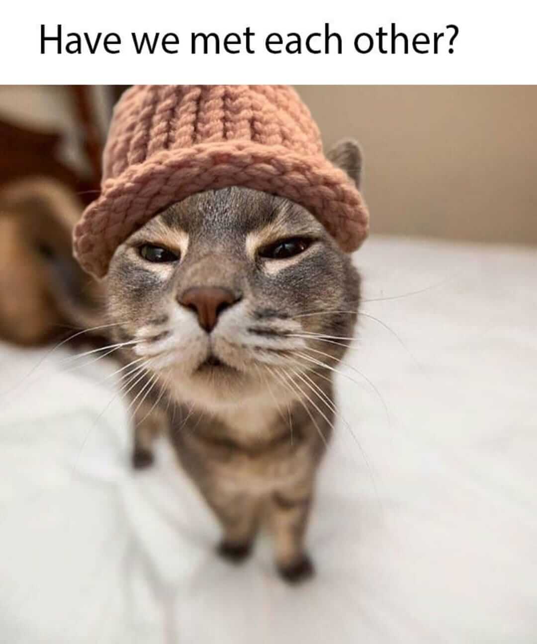 CatWifHat $CWIF - Solana Memecoin CatWifHat $CWIF - Solana Memecoin