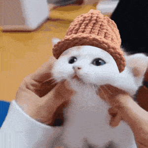 CatWifHat $CWIF - Solana Memecoin CatWifHat $CWIF - Solana Memecoin