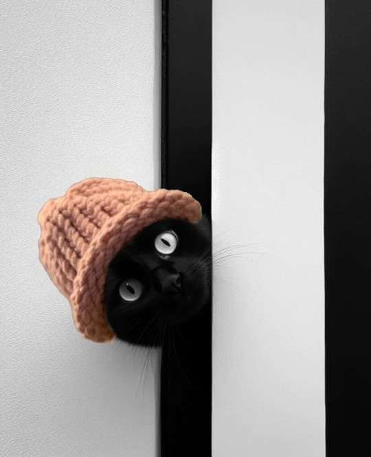 CatWifHat $CWIF - Solana Memecoin CatWifHat $CWIF - Solana Memecoin