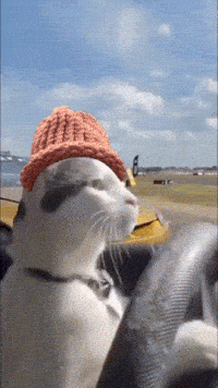 CatWifHat $CWIF - Solana Memecoin CatWifHat $CWIF - Solana Memecoin