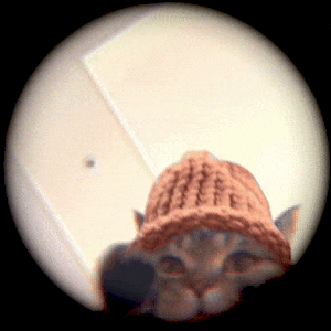 CatWifHat $CWIF - Solana Memecoin CatWifHat $CWIF - Solana Memecoin