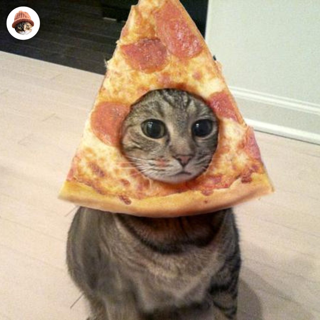 CatWifHat $CWIF - Solana Memecoin CatWifHat $CWIF - Solana Memecoin