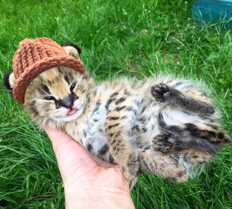 CatWifHat $CWIF - Solana Memecoin CatWifHat $CWIF - Solana Memecoin