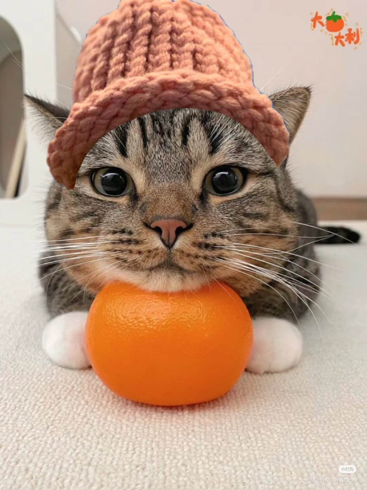 CatWifHat $CWIF - Solana Memecoin CatWifHat $CWIF - Solana Memecoin