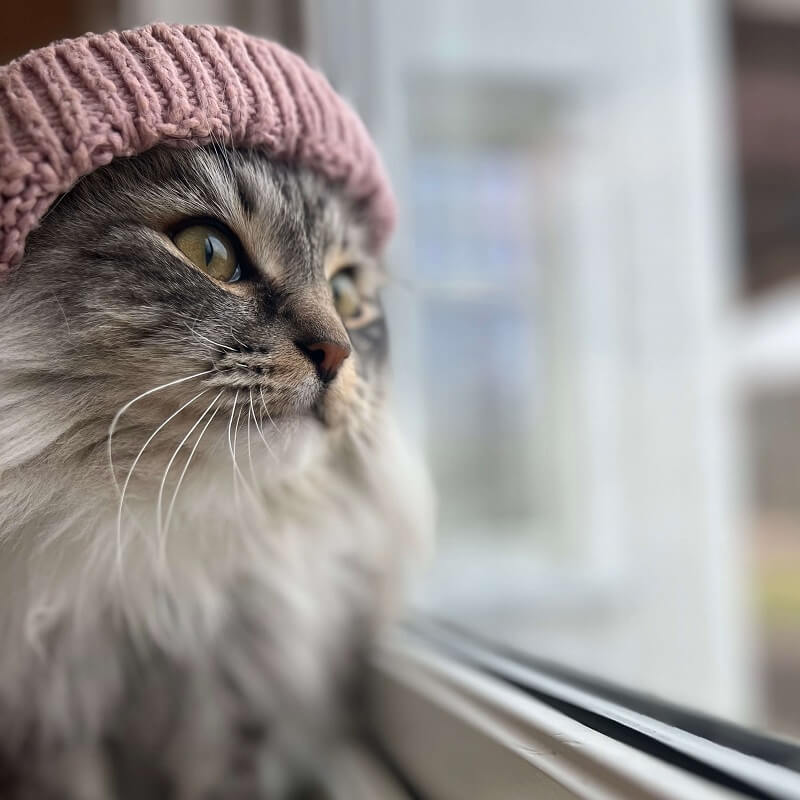 CatWifHat $CWIF - Solana Memecoin CatWifHat $CWIF - Solana Memecoin